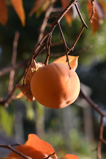 a fruit from a tree