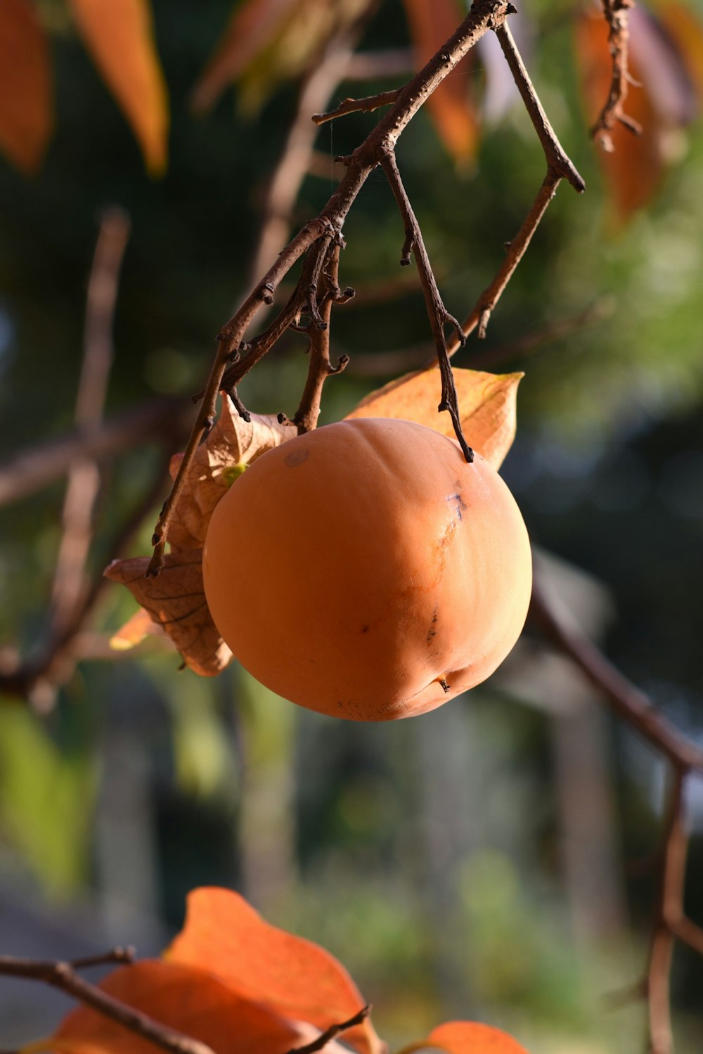 um fruto de uma árvore