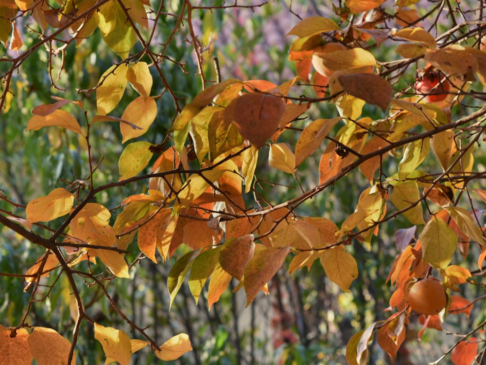 un albero con foglie gialle