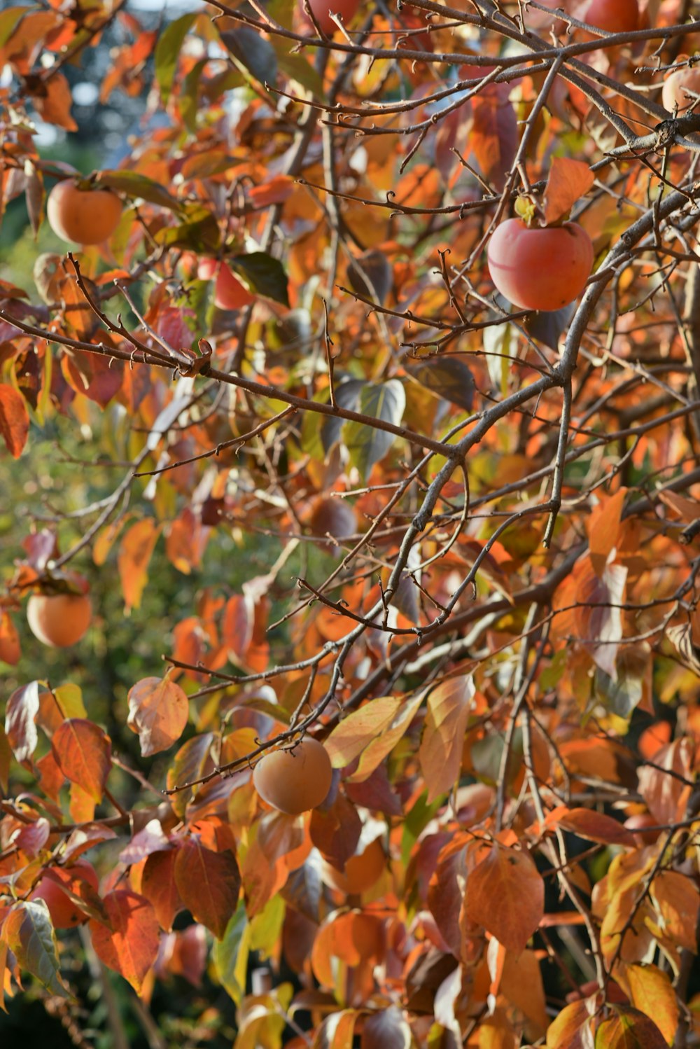 un albero con frutti su di esso