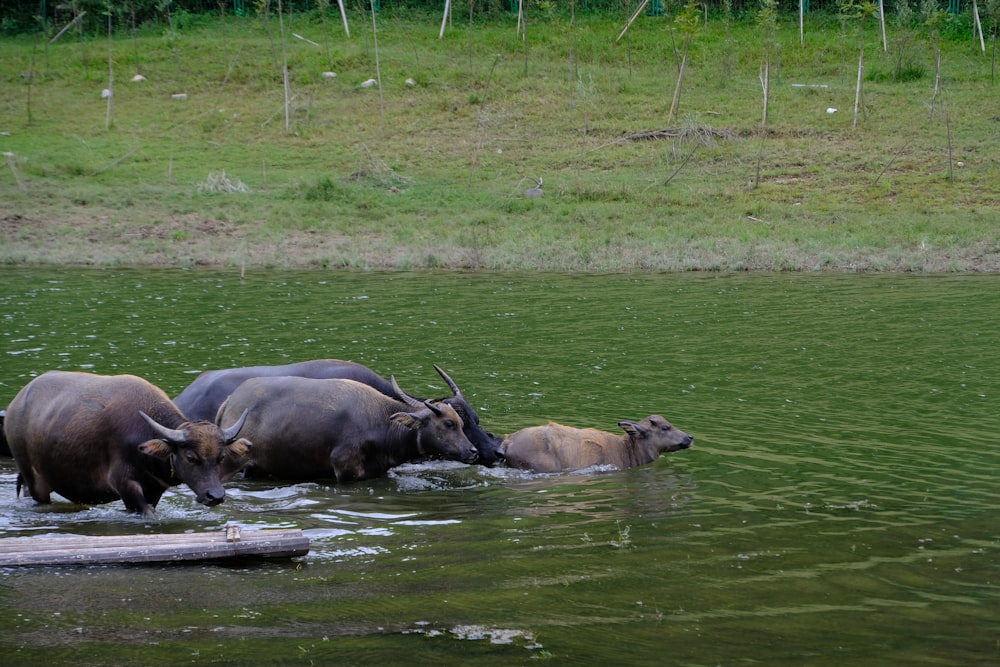 a group of buffalo in a river