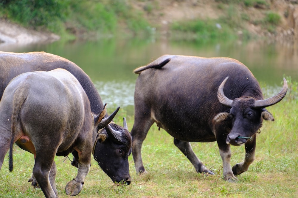 um grupo de búfalos andando em um campo