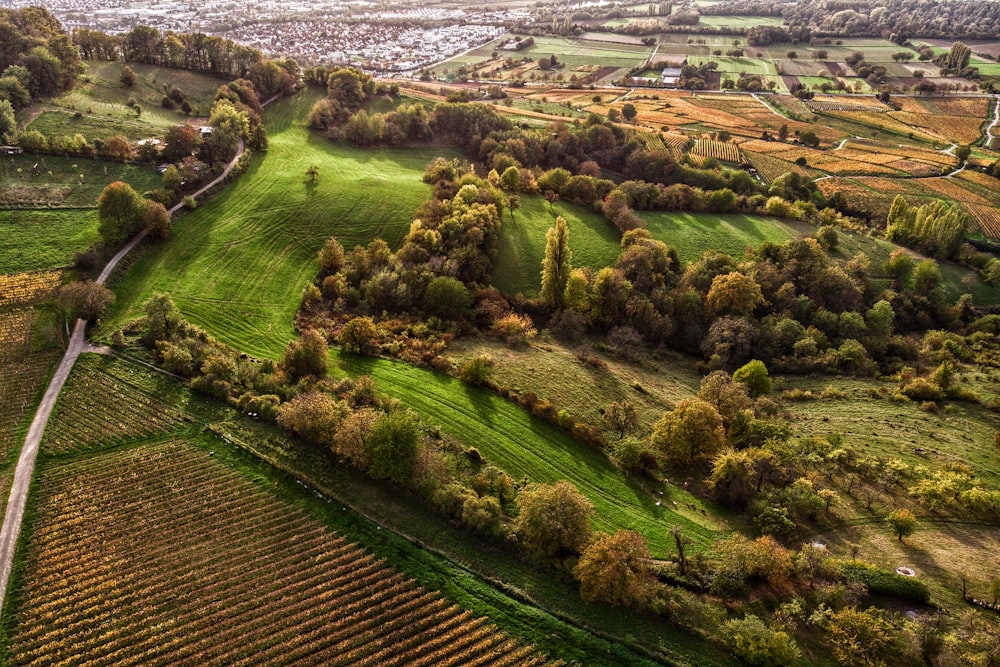 Eine Landschaft mit Bäumen und Gras