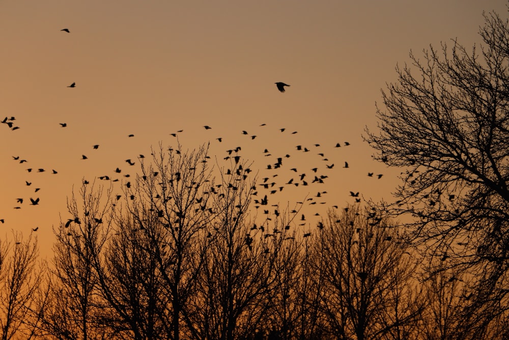 a flock of birds flying in the sky