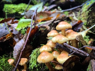 A cluster of light brown mushrooms surrounded by fallen leaves and moss, set against a vibrant green forest floor. Twigs and leaves are scattered around, adding texture to the woodland scene.
