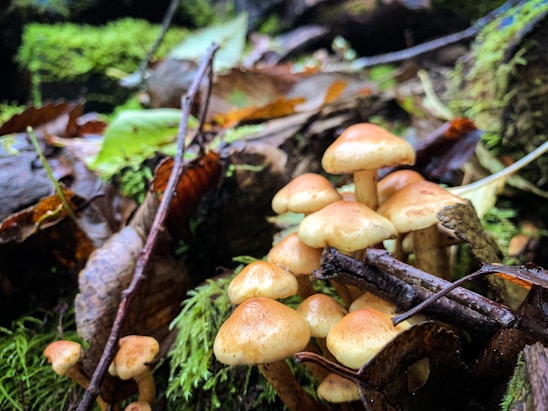 A cluster of light brown mushrooms surrounded by fallen leaves and moss, set against a vibrant green forest floor. Twigs and leaves are scattered around, adding texture to the woodland scene.