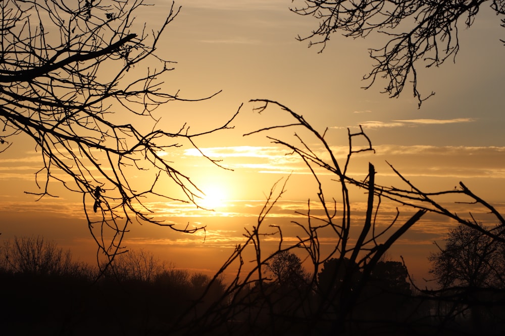 a sunset behind some trees