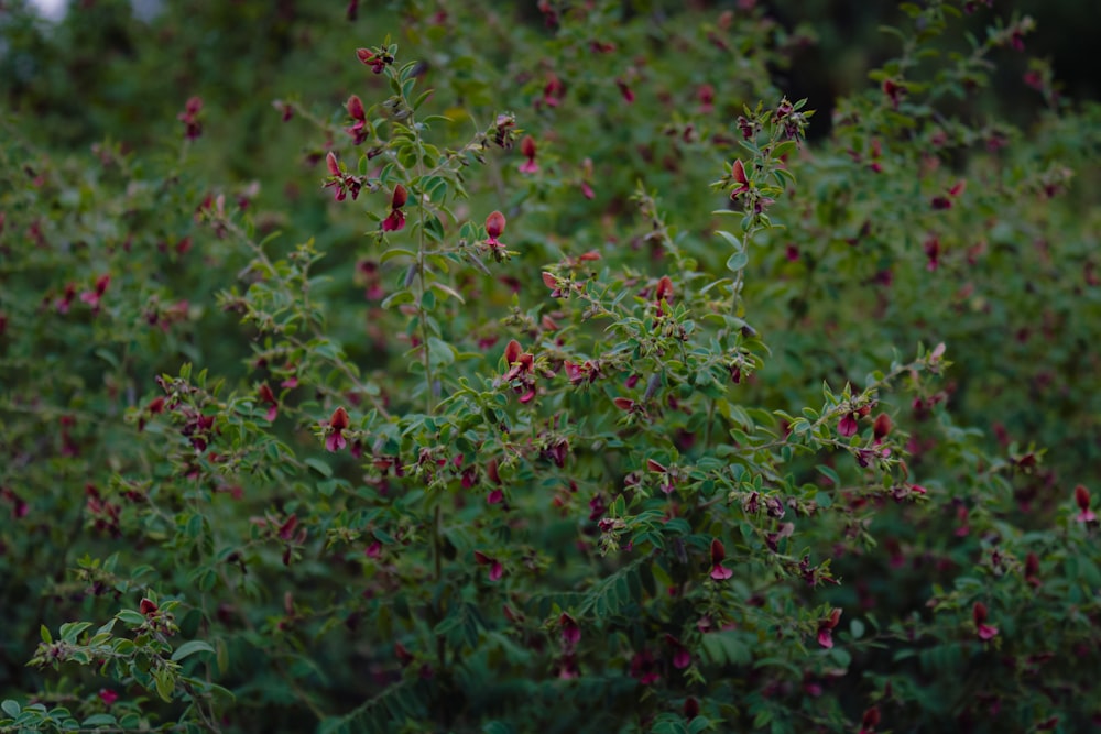 a bush with red flowers