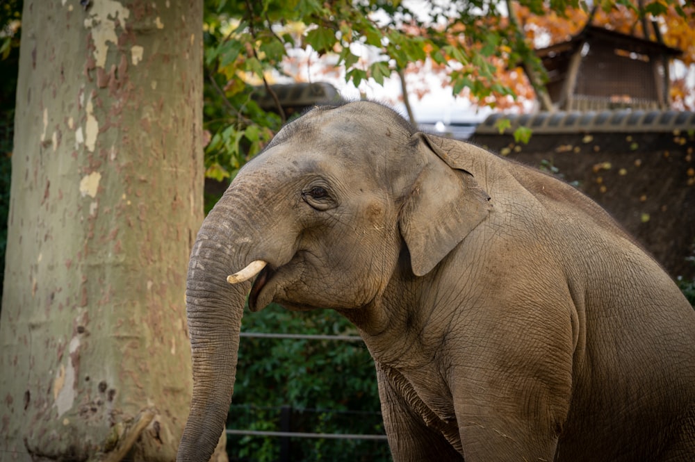 an elephant standing next to a tree