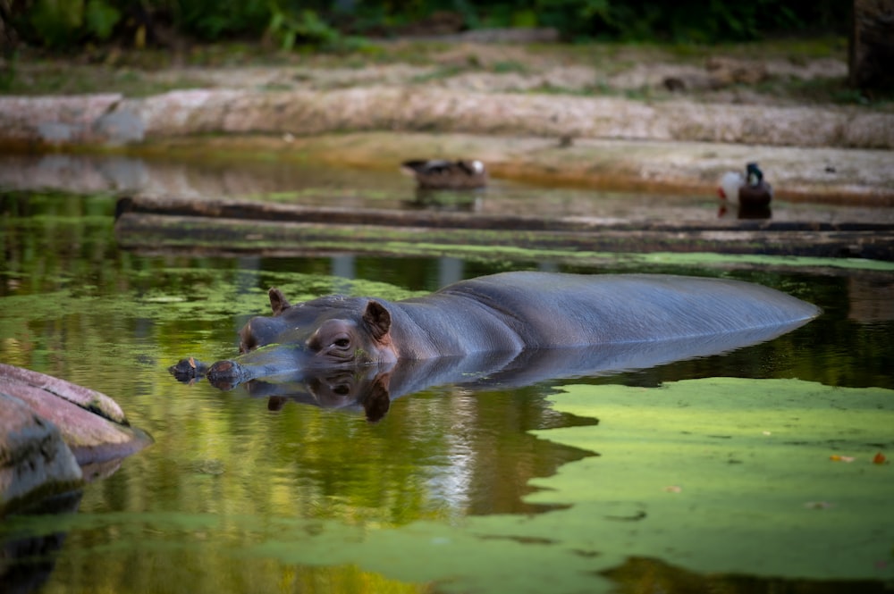 a hippopotamus in water