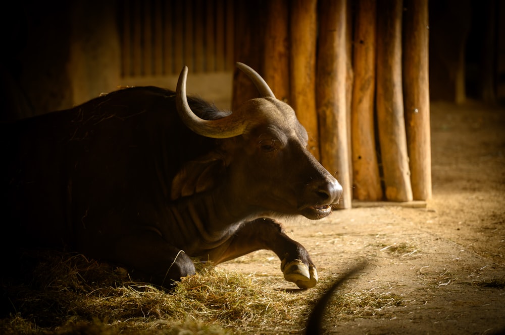 a bull laying in the hay