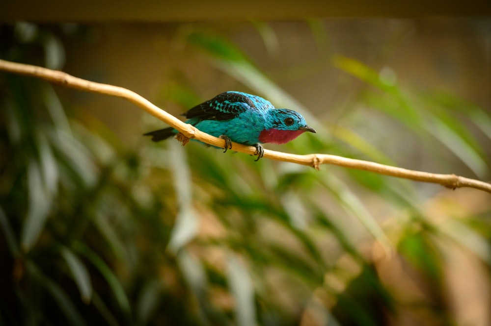 a colorful bird on a branch