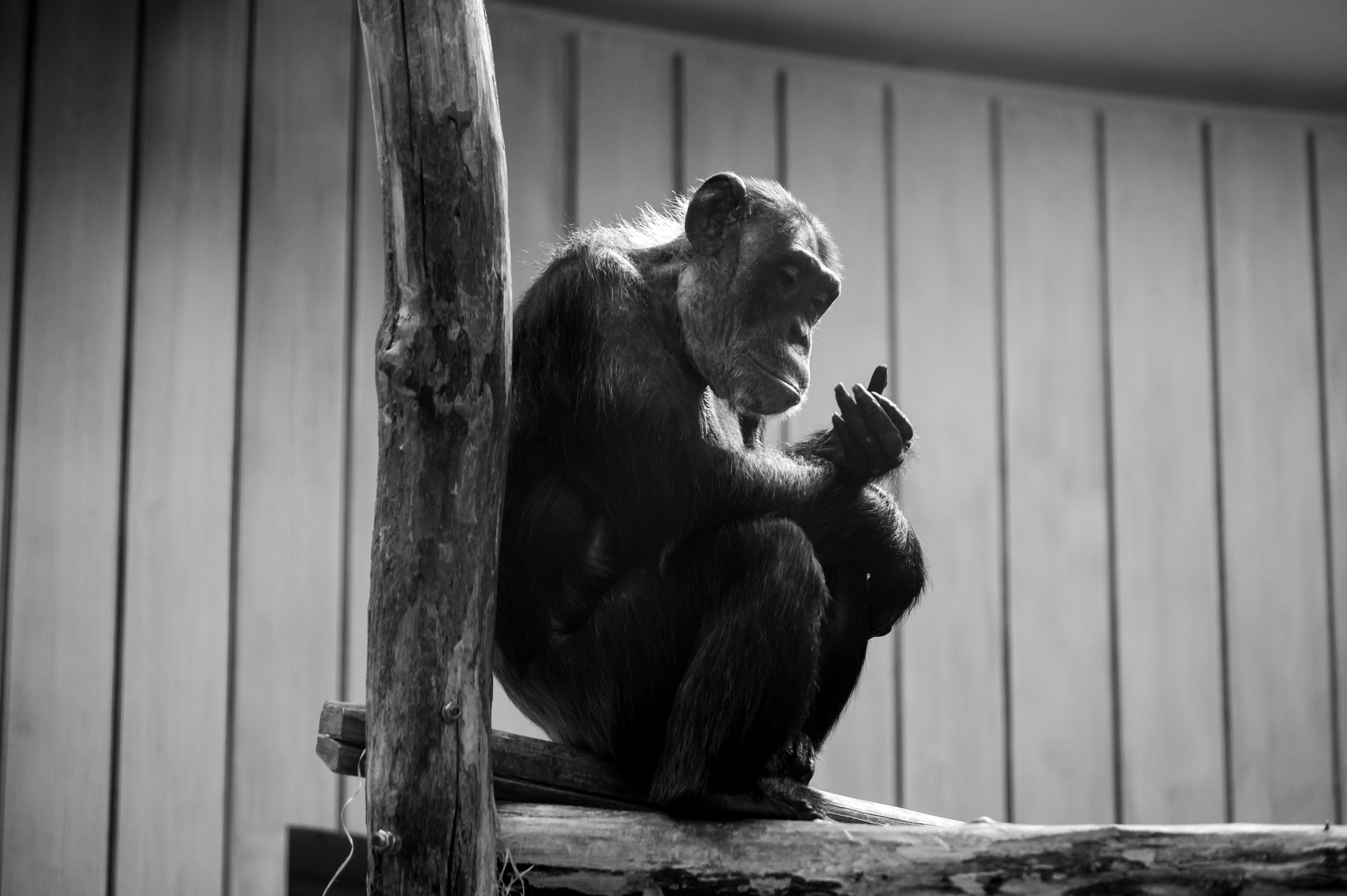 a gorilla sitting on a log