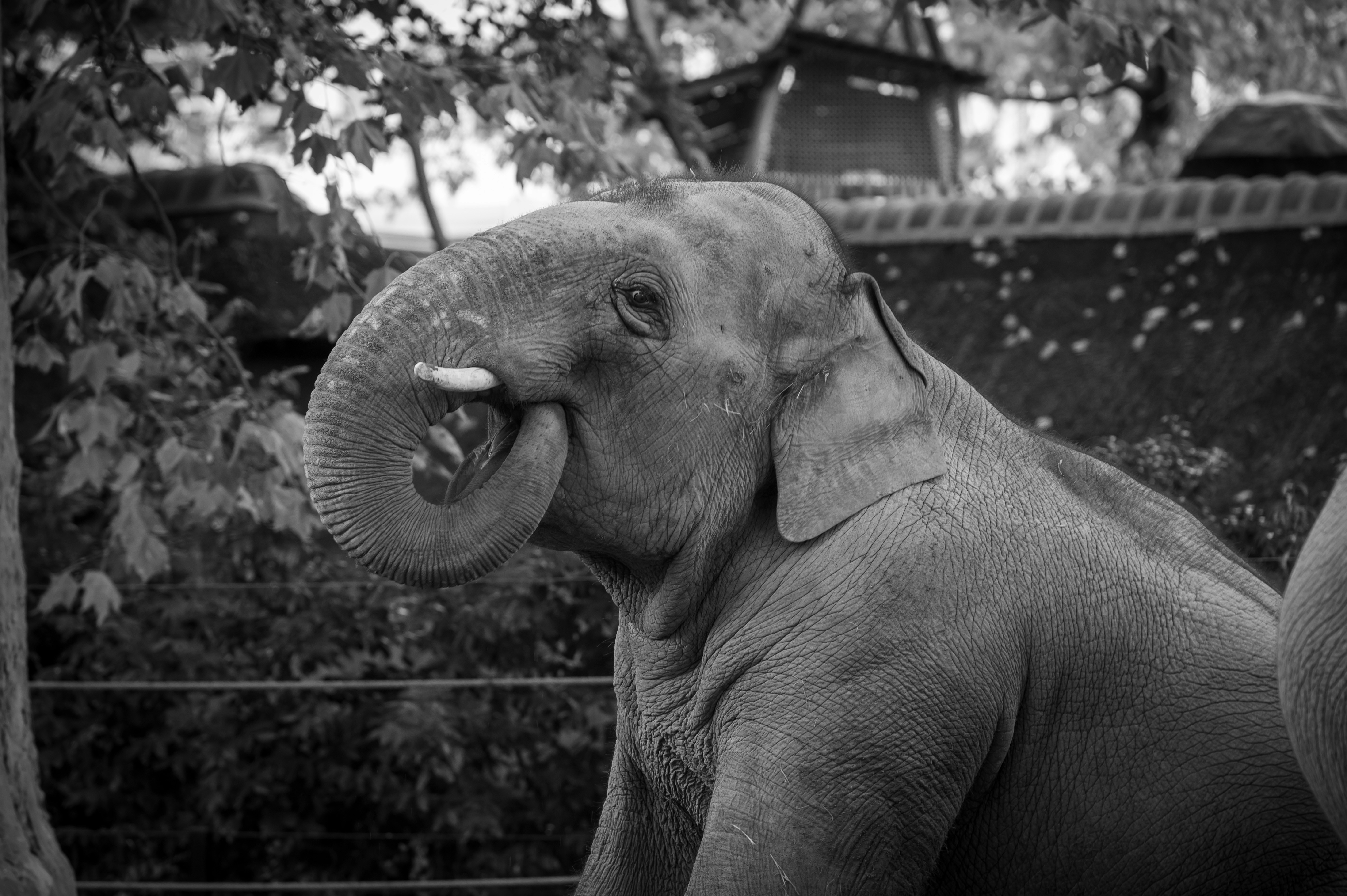 Elephants and Emotional Memory (image credits: unsplash)