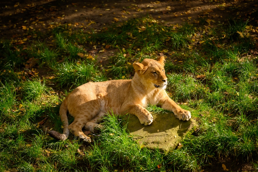 a lion lying on a rock