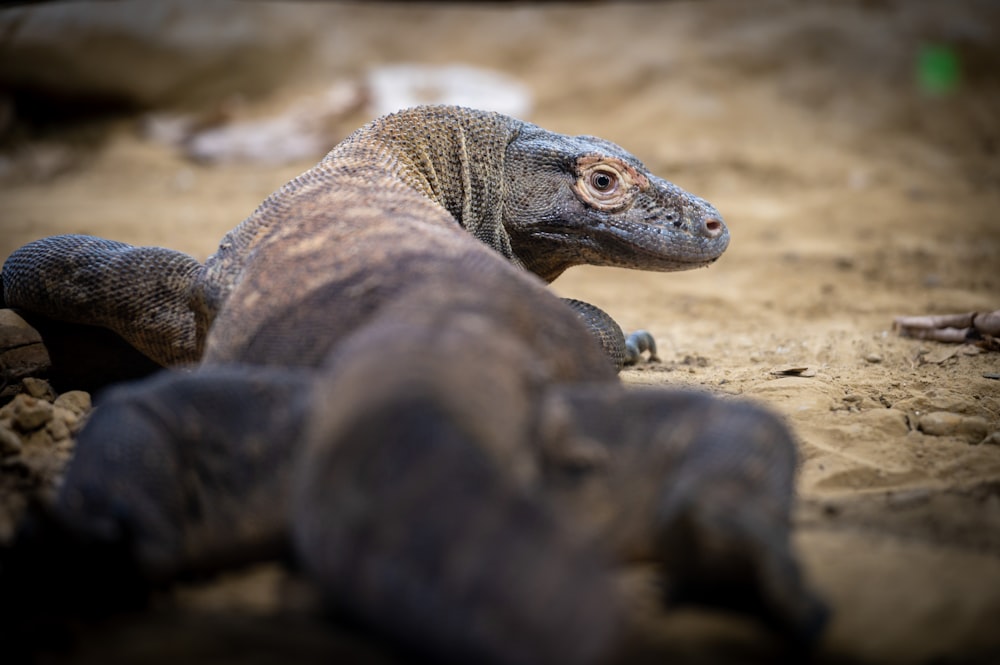 a lizard on the ground