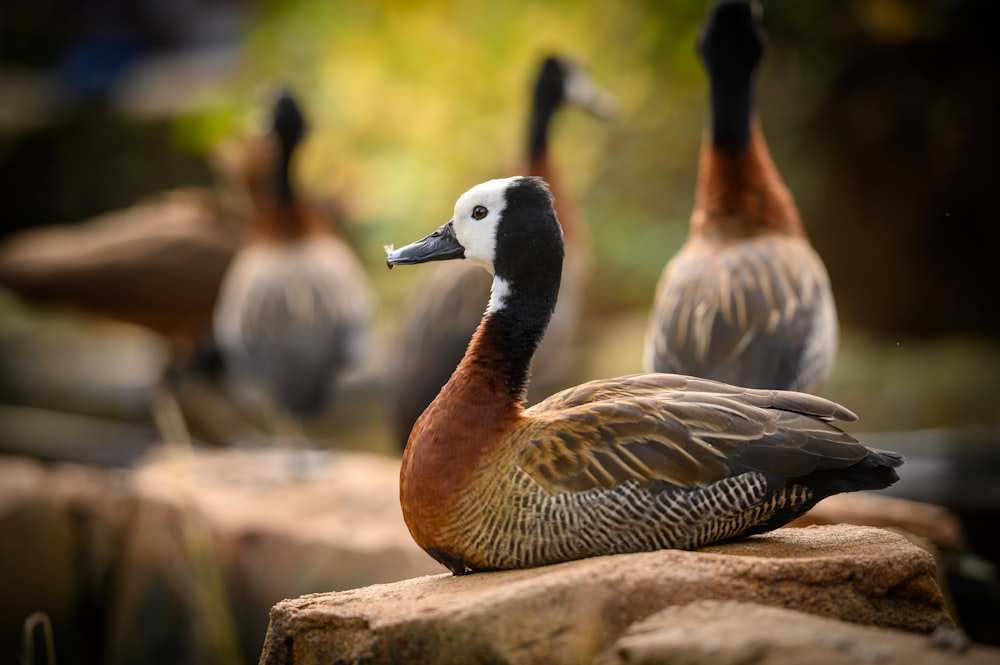 a group of ducks on a rock