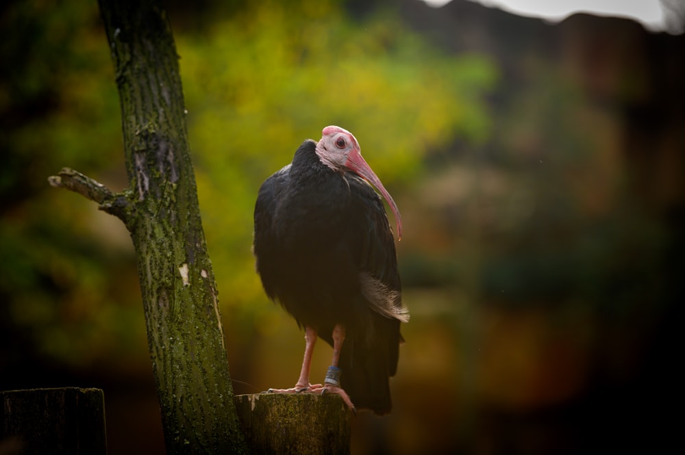 a bird standing on a tree stump