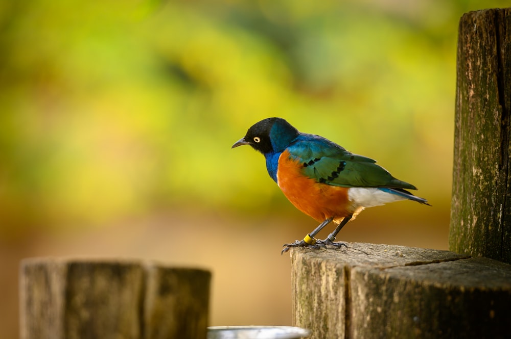 a bird on a post