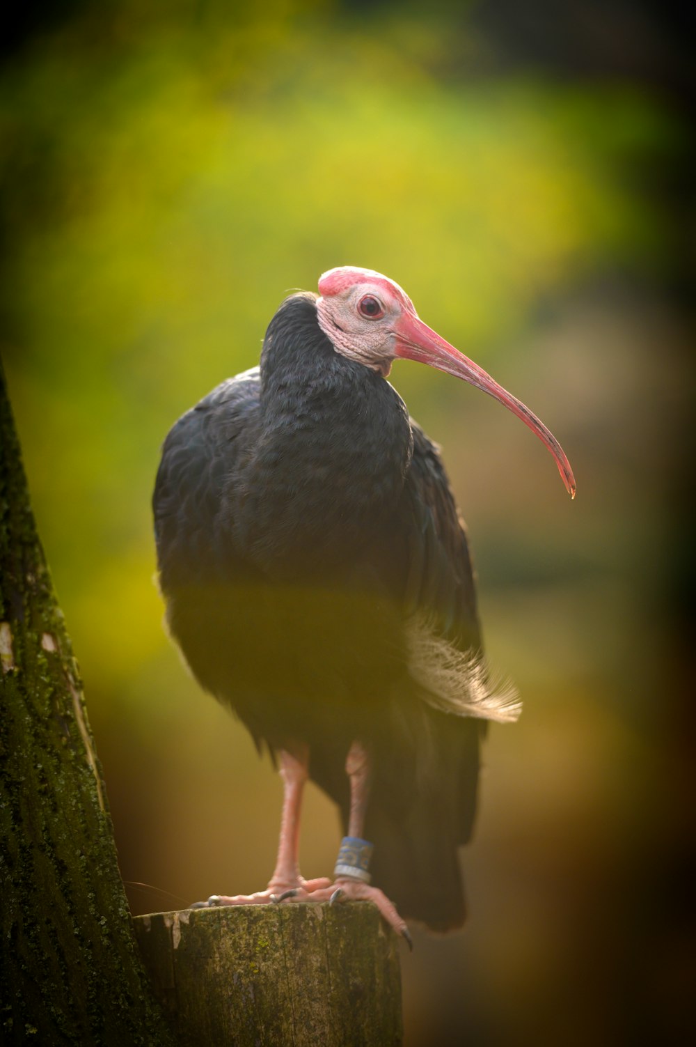 a bird with a long beak