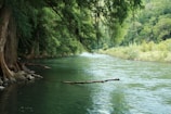 a river with trees and a log