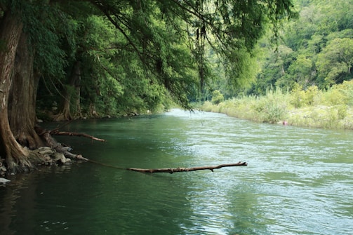 a river with trees and a log