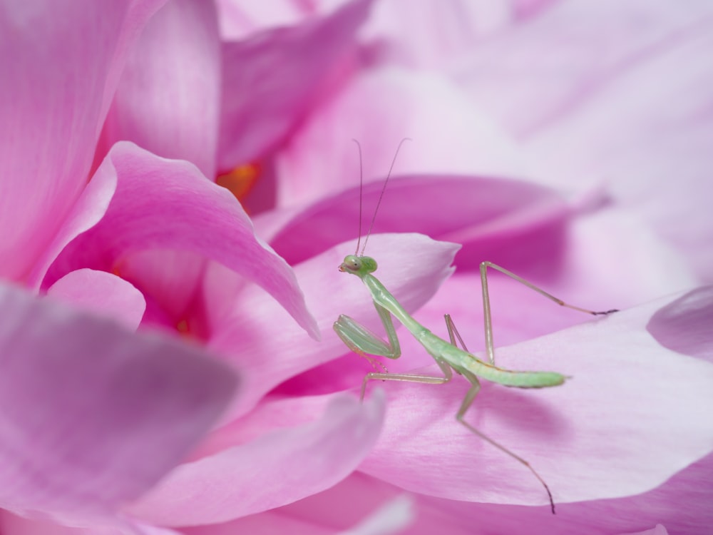 a bug on a pink flower