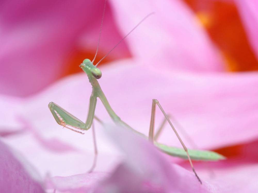 a green insect on a pink flower