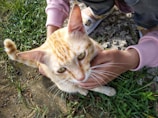 A happy orange cat being gently held by a caring foster volunteer outdoors.