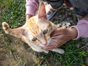 A light orange tabby cat is being gently held by a person wearing a pink sleeve. The cat is on a grassy surface with some stones visible in the background, looking up with curious eyes.
