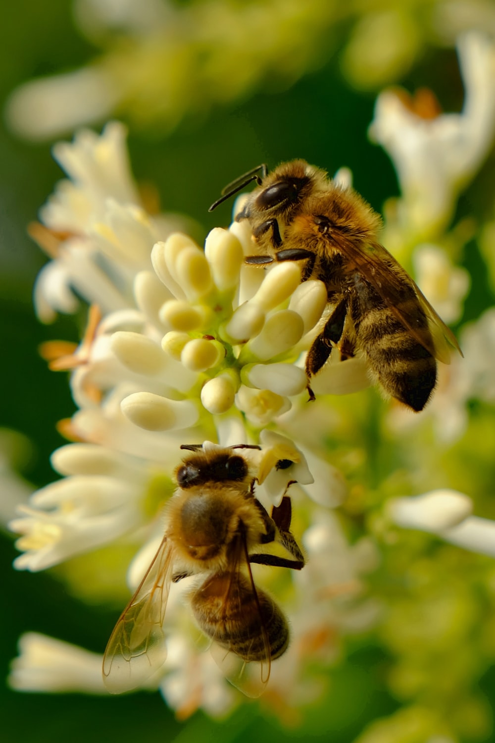 um grupo de abelhas em uma flor