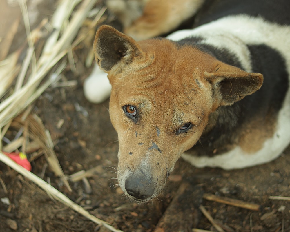 a dog lying on the ground