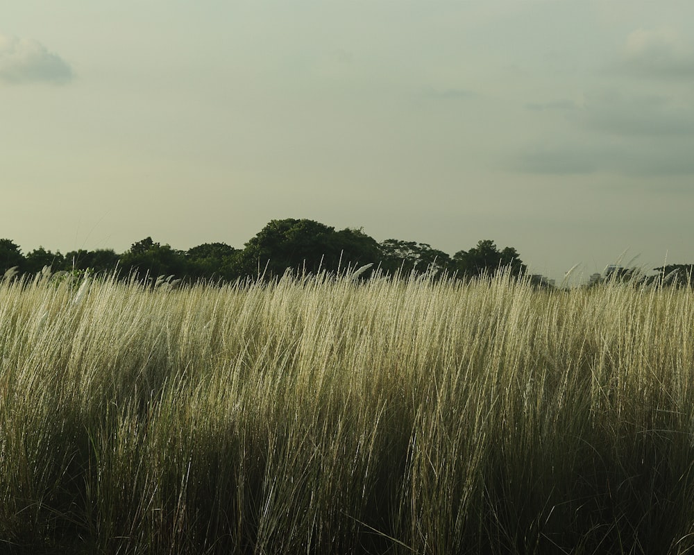 a field of tall grass with trees in the background