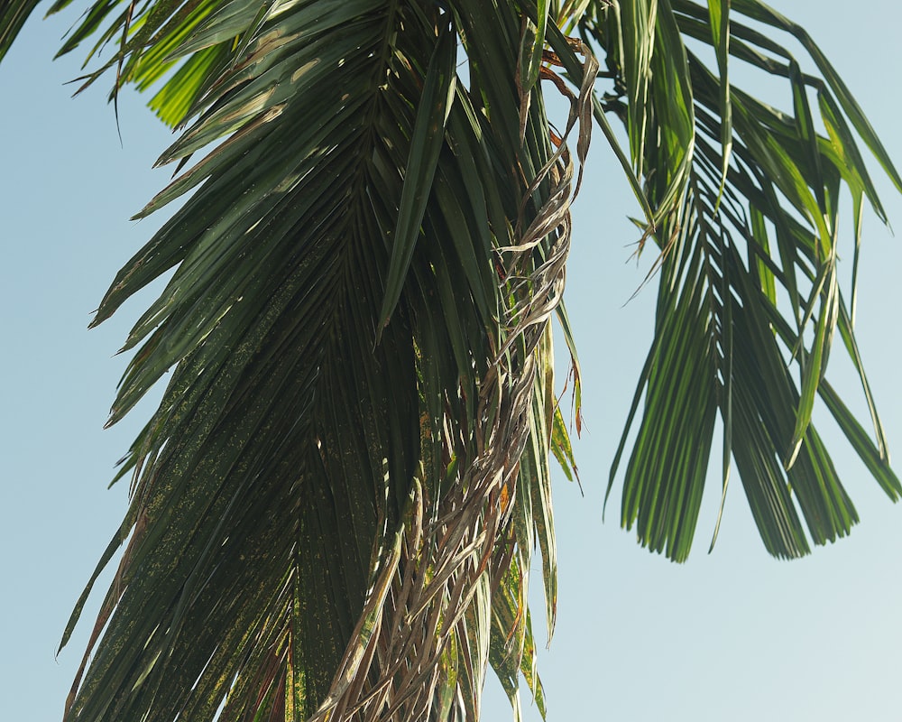 a group of palm trees