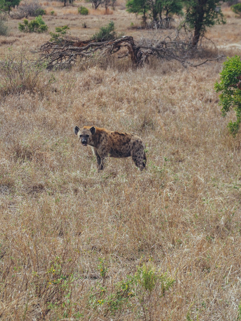 Un oso en un campo