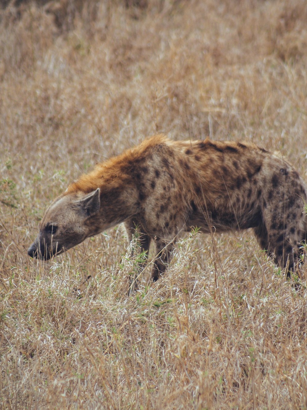 uma hiena em um campo