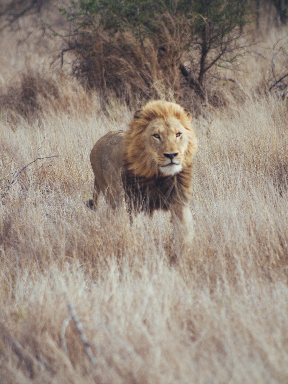 Un león en un campo