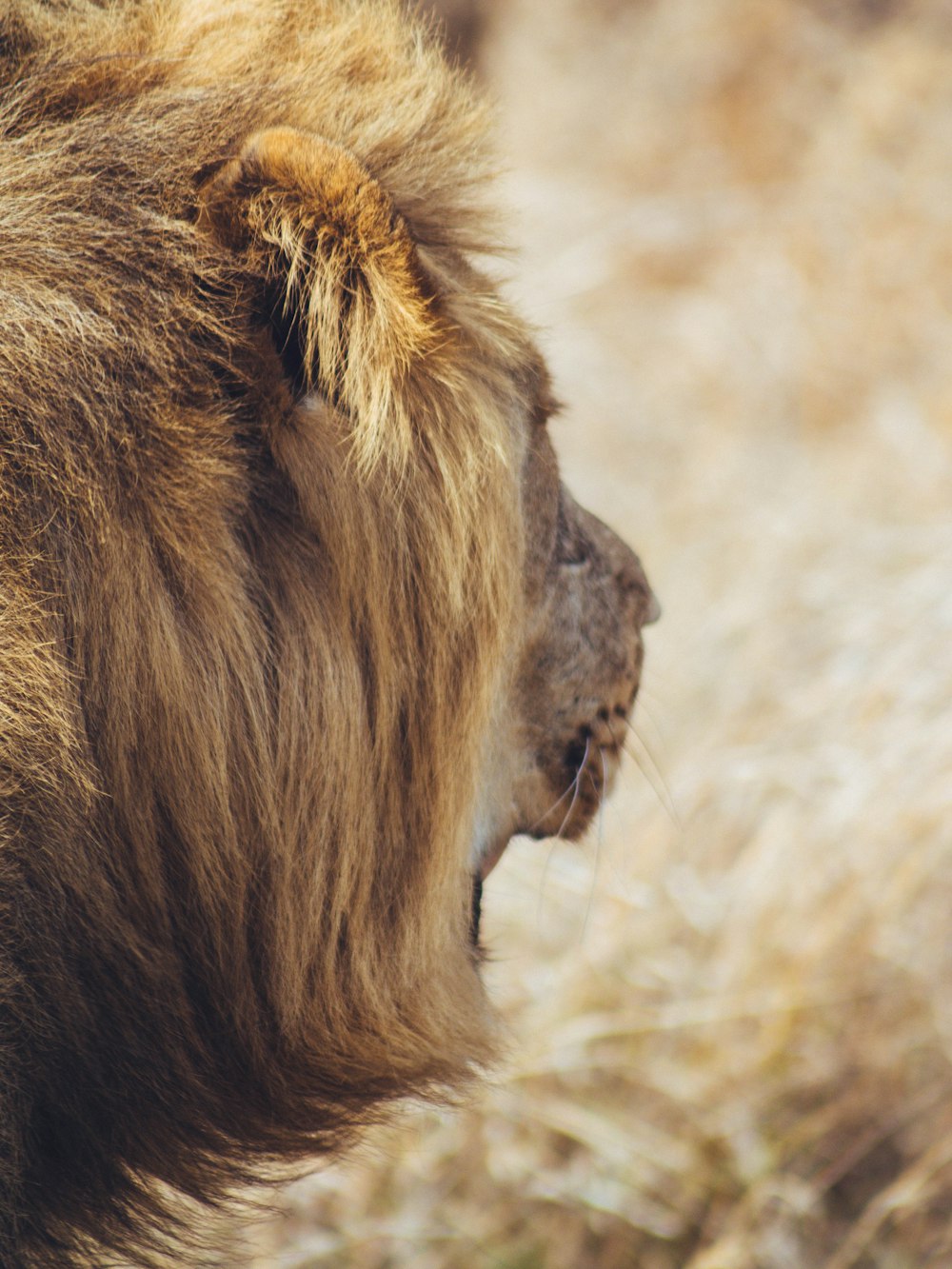 a lion with its head down