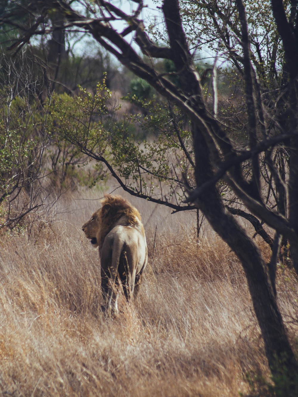 a lion walking through a forest