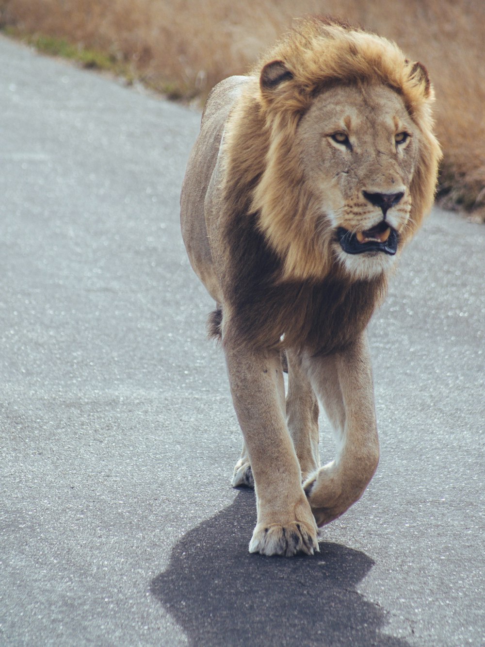 a lion walking on a road