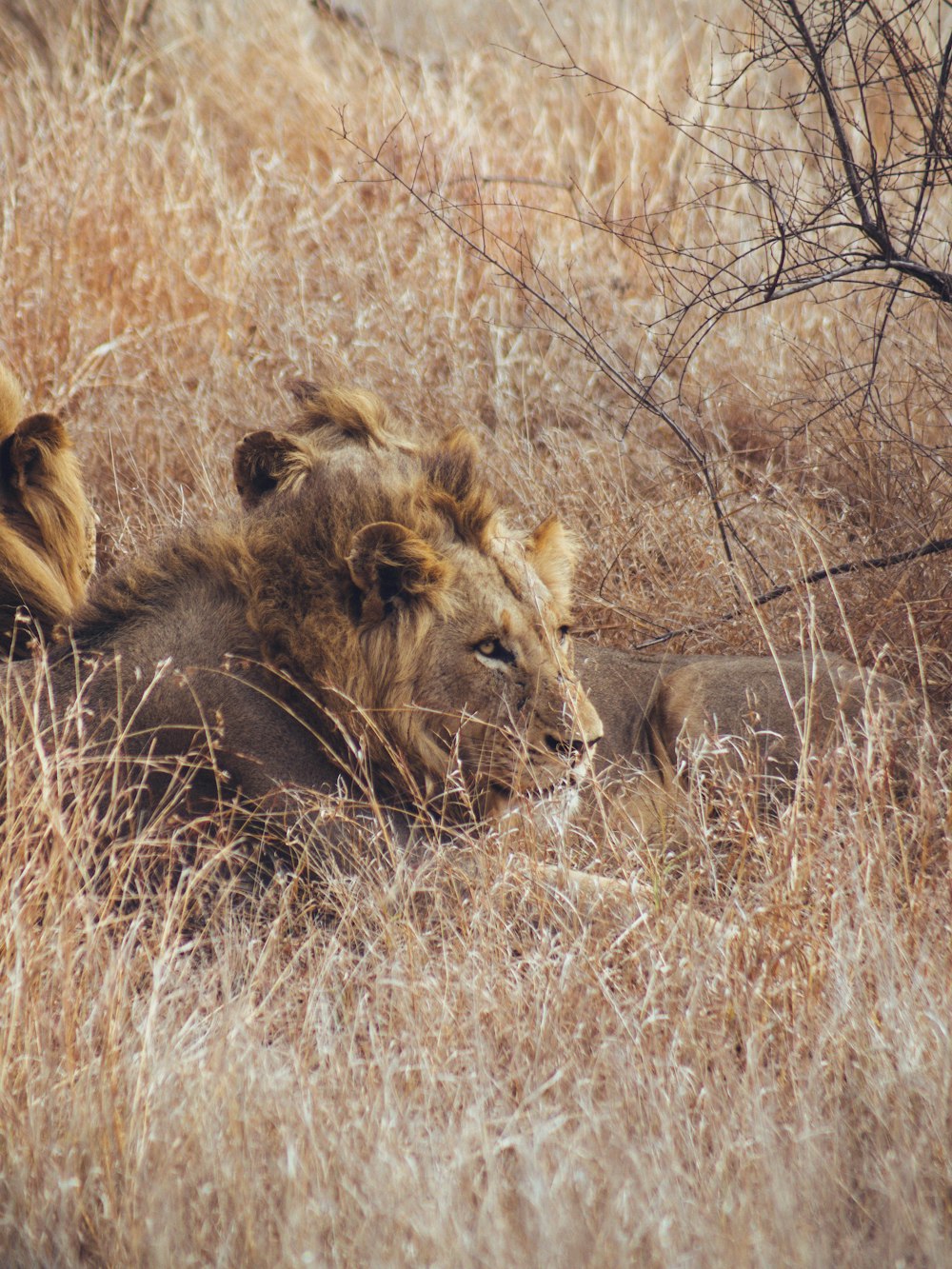 a group of lions lying in a grassy field