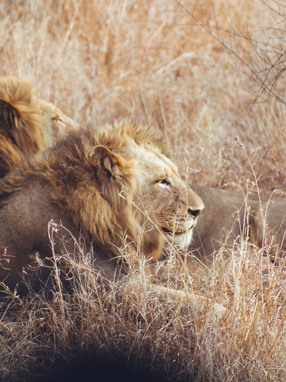 a lion lying in the grass