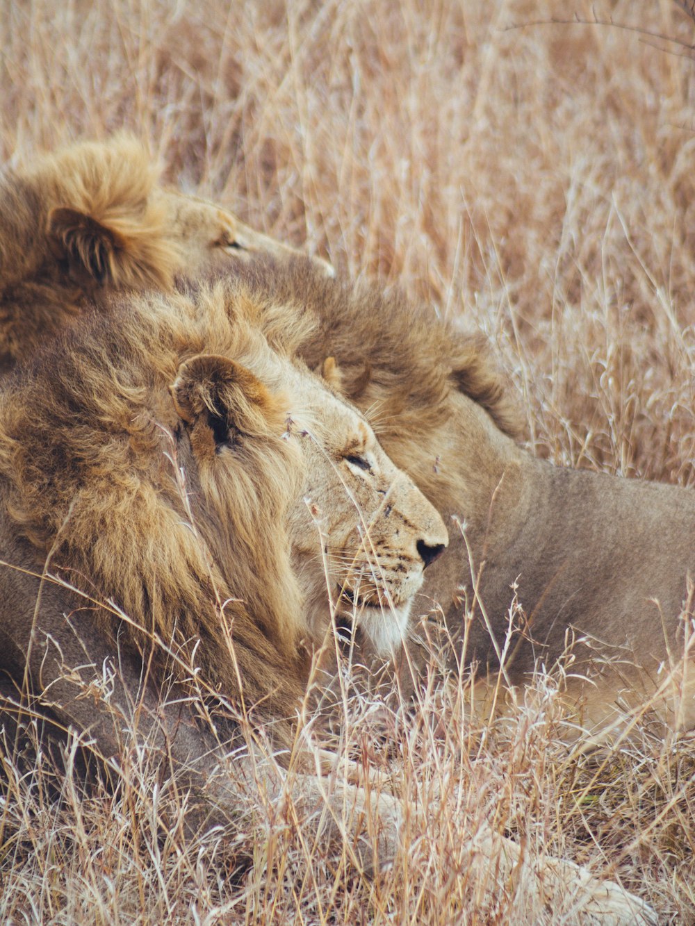 Un par de leones en un campo