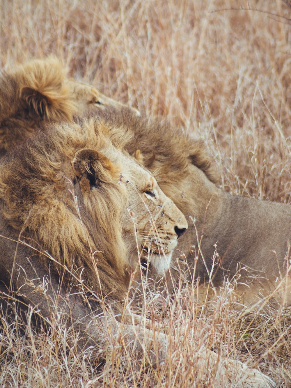 a couple of lions in a field