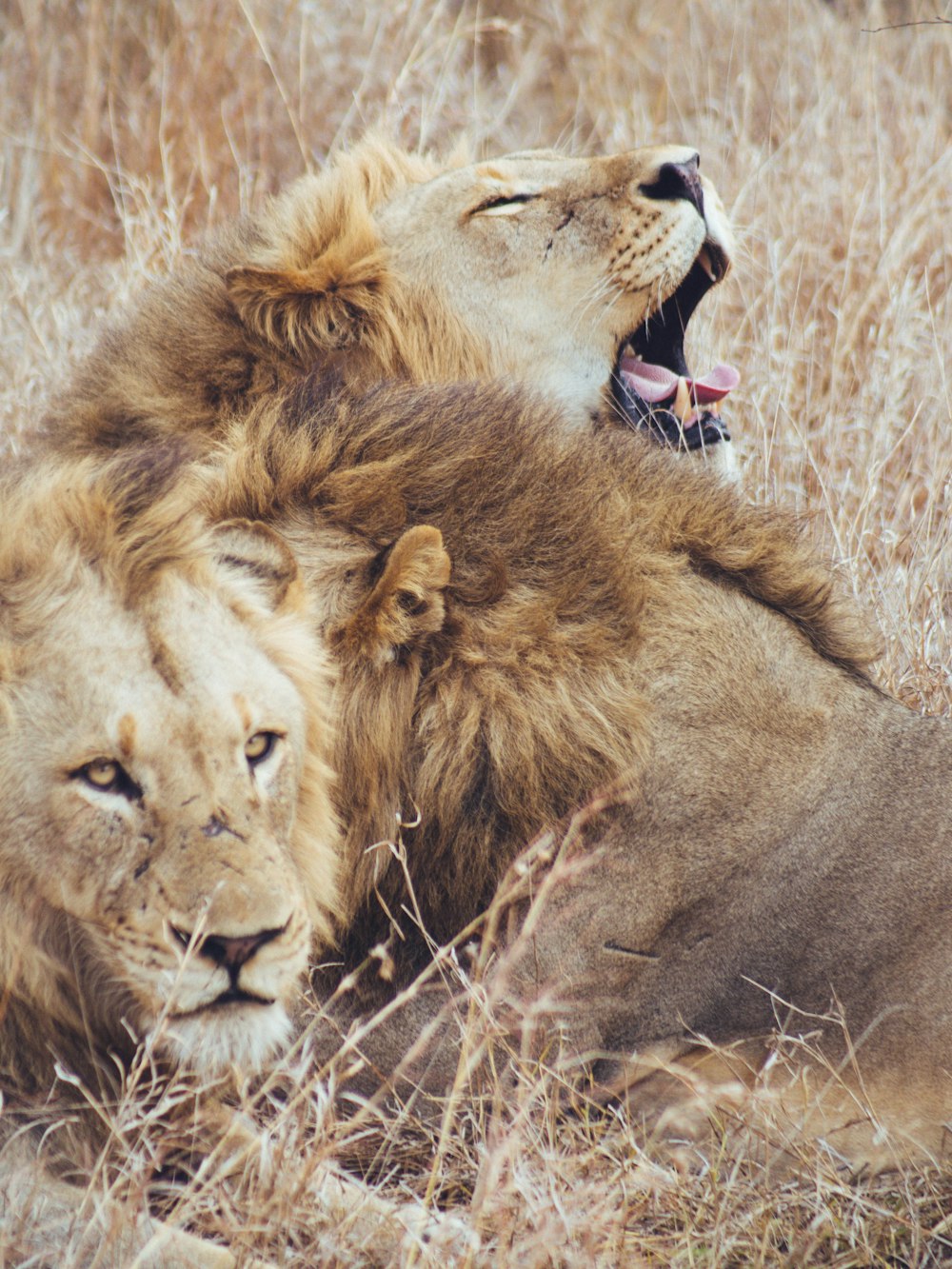 a couple of lions lying in the grass