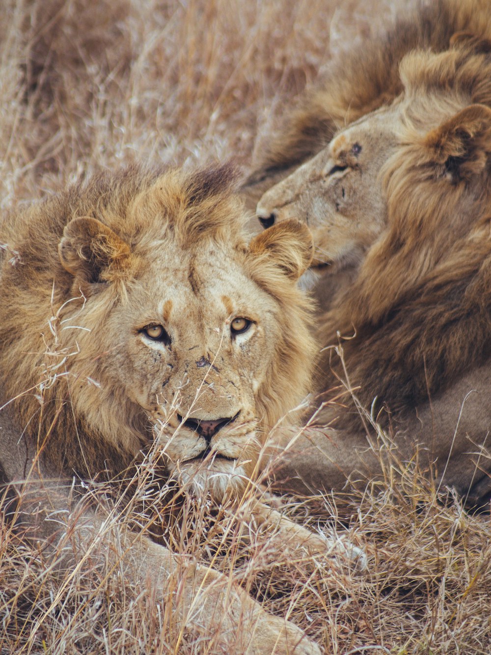 Un couple de lions couchés