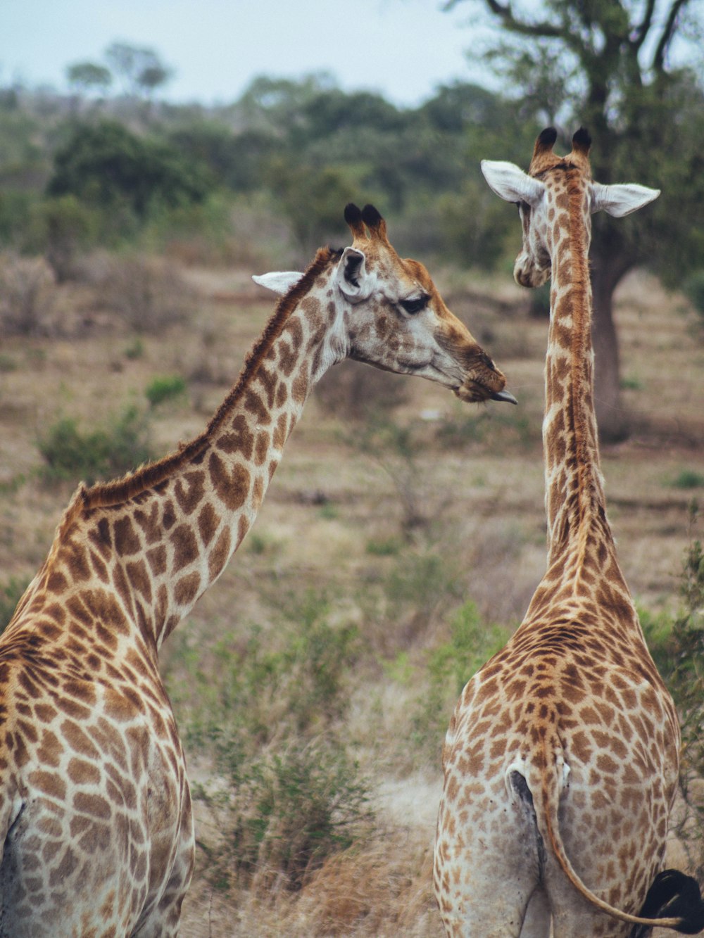 giraffes standing in the wild