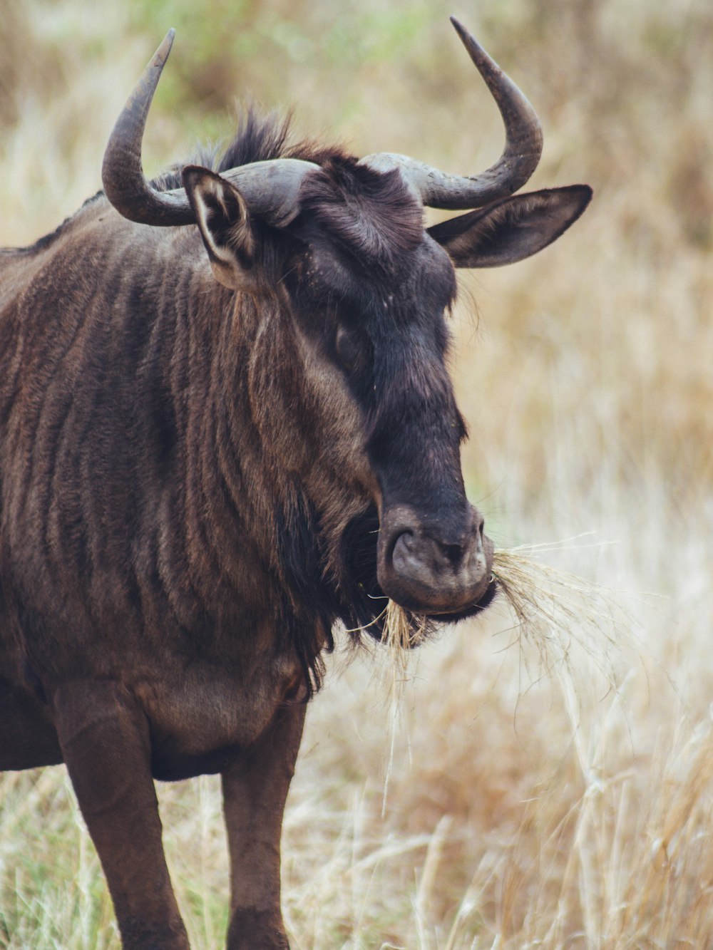 a close-up of a buffalo