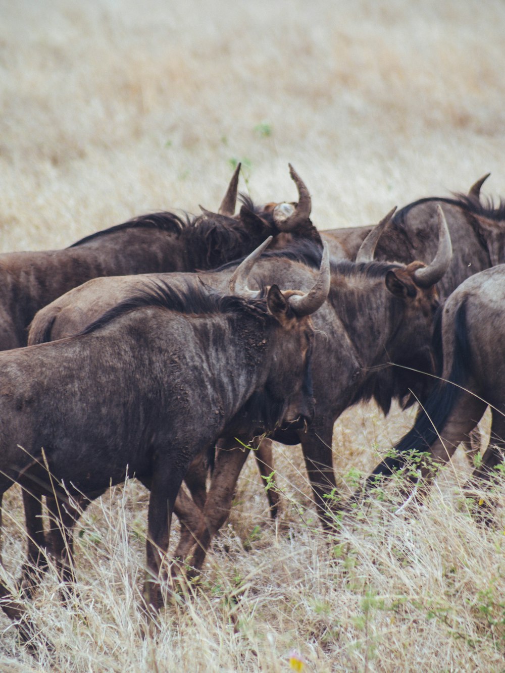 a group of animals with horns