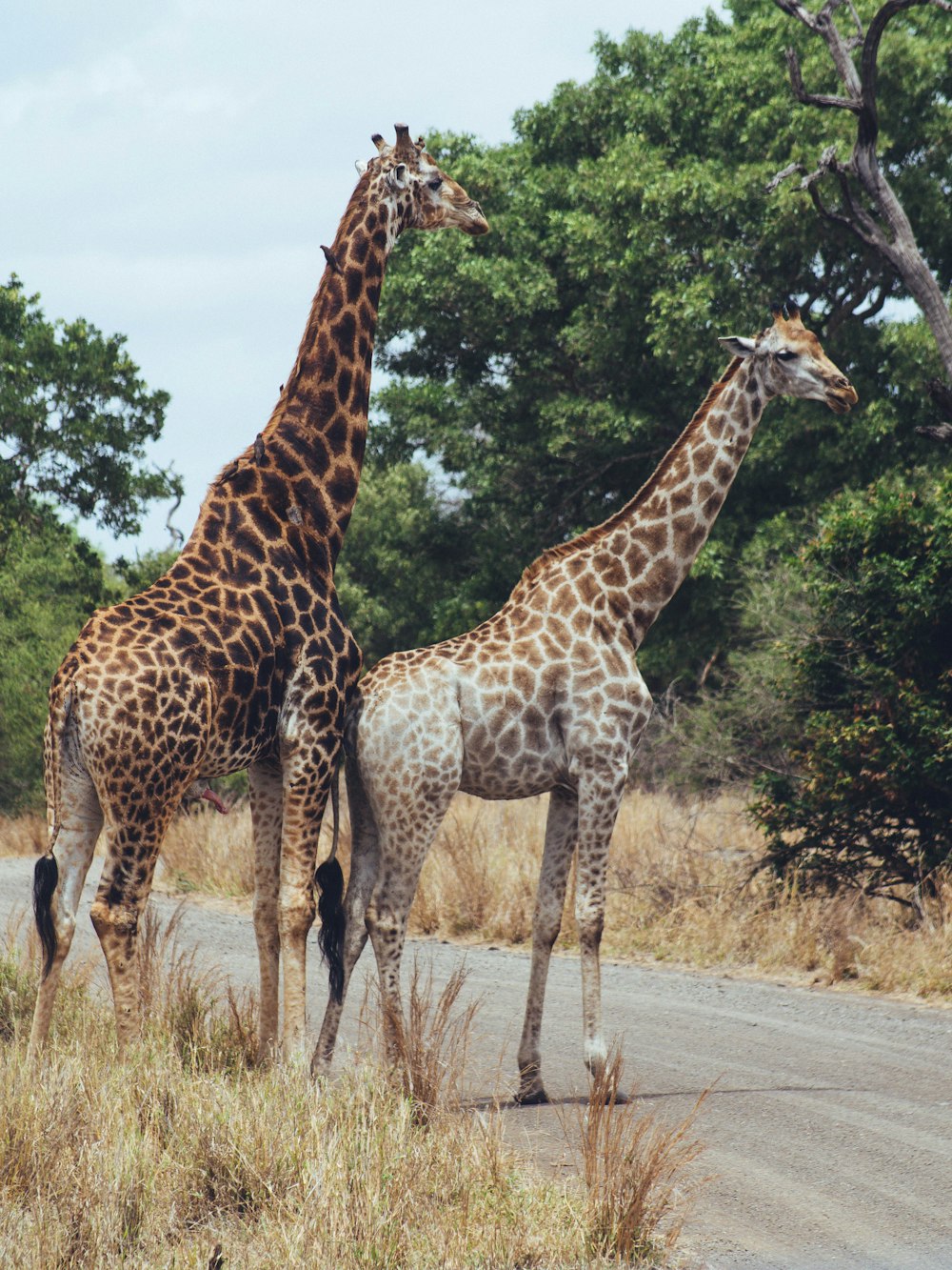 giraffes standing in the road